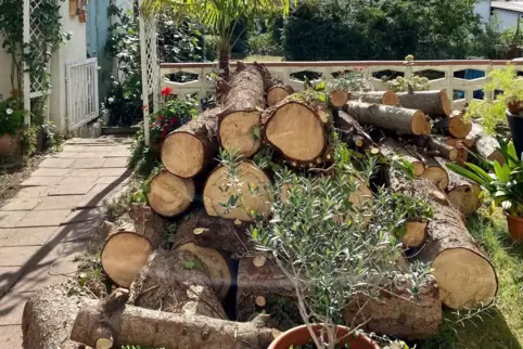 Gestapelt: Das Holz der gefällten Tannen liegt im Garten hinter dem Haus des Ehepaars Hehl.