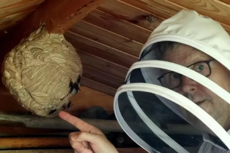 Imker Matthias Frey weiß, wie er das Nest der Asiatischen Hornisse fachgerecht entfernen kann. 