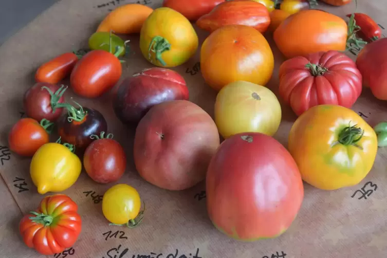Wie ein Stillleben, das ein alter Meister gemalt hat: unterschiedliche Tomatensorten an einem stand auf dem Gartenmarkt. 