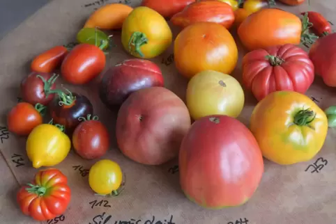 Wie ein Stillleben, das ein alter Meister gemalt hat: unterschiedliche Tomatensorten an einem stand auf dem Gartenmarkt. 
