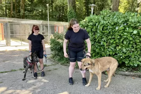 Sarah Emanuel (links) und Lenja Giese absolvieren ihren Bundesfreiwilligendienst im Tierheim am Sommerwald. Gebraucht werden abe