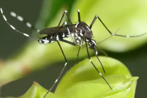 Krankheitsüberträger: Tigermücke. Dazu zählen das Chikungunya- und das Dengue-Fieber. Hierzulande kommt das aber bisher noch ext