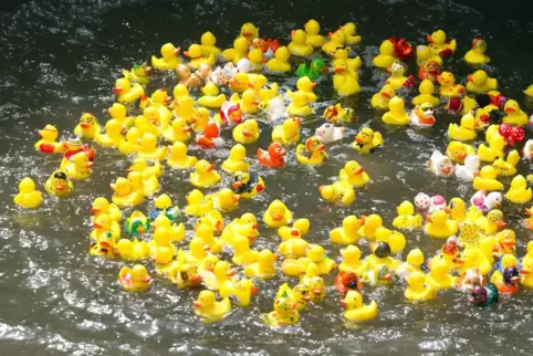 Quietscheenten schwimmen beim Entenrennen auf dem Leinekanal in Göttingen (Niedersachsen). Auch in Hinterweidenthal findet am Wo