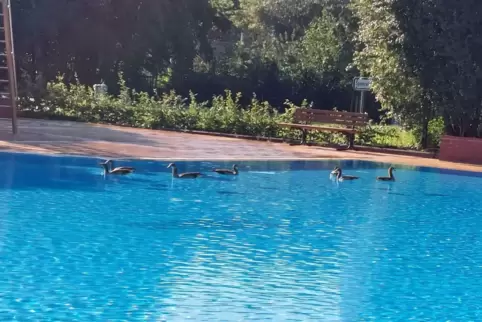 Die Nilgänse beim Badeausflug im Contwiger Freibad. 