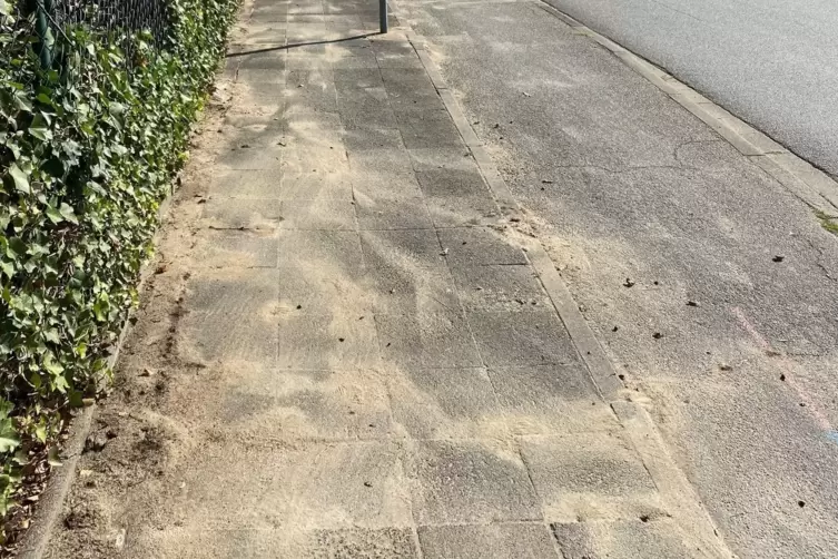 Die invasive Ameisenart &bdquo;Tapinoma magnum&ldquo; hat sich in Limburgerhof im Odenwaldring breit gemacht. Deutlich zu erkennen sind die 