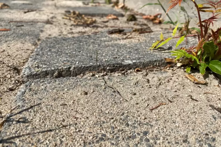 Wo die Ameisen buddeln, heben sich die Gehwegplatten. Die Gemeinde muss die Sch&auml;den dann beheben. 