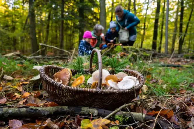 Nicht ohne Kenntnisse Pilze sammeln Familie beim Pilzesammeln