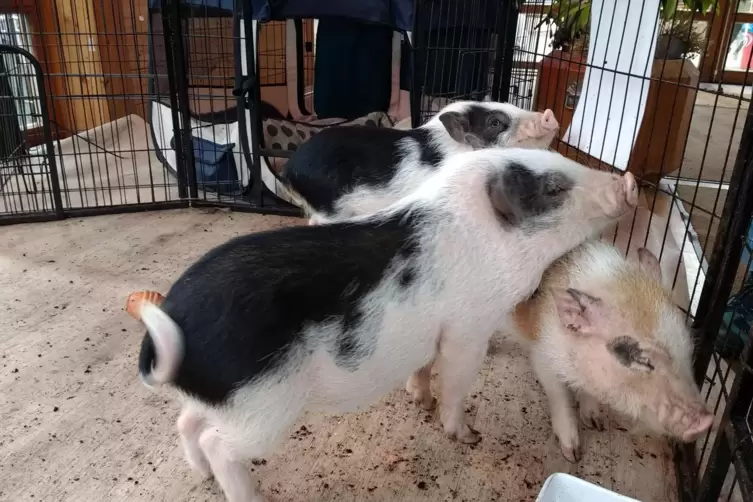 Die drei Mini-Pigs Tick, Trick und Track im Wildpark Rheing&ouml;nheim.