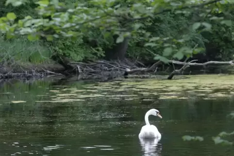 Auch einige Altwasser können von den Vereinsmitgliedern befischt werden.