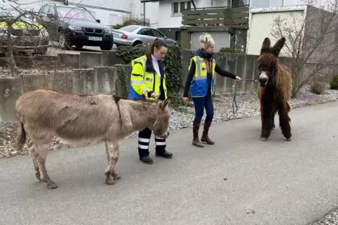 Am Ostermontag haben die Tierretter zwei Esel eingefangen, die einen spontanen Spaziergang durch Pirmasens unternommen hatten. S