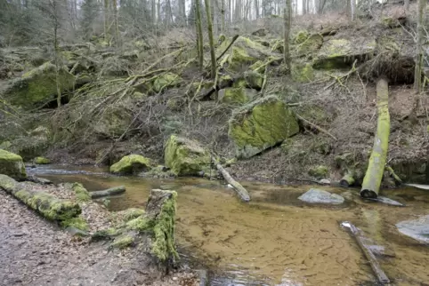 Dem natürlichen Kreislauf überlassen: Im Karlstal liegen die 2022 umgestürzten Bäume noch an Ort und Stelle – sofern sie nicht d