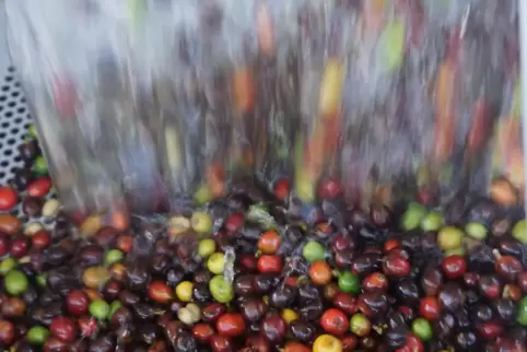 Werden die Klimaziele verfehlt, könnten in Brasilien mehr als 90 Prozent der Flächen für den Kaffeeanbau verloren gehen. 