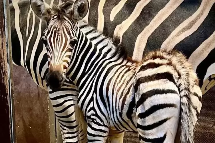 Noch hat das Zebra-Baby keinen Namen. Ab und zu knabbert es schon am Heu und erkundet die Umgebung. 