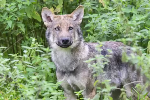 Der Wolf – bald auch nach einmaligem Riss eines Nutztieres zum Abschuss frei? 