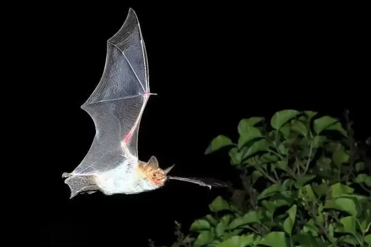 In der Batnight werden Fledermäuse bei der Jagd beobachtet und ihr Ultraschallruf hörbar gemacht. Das Foto zeigt das Große Mauso