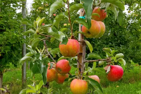 Rote Backen sind ein untrügliches Zeichen dafür, dass die Apfelernte beginnen kann. 