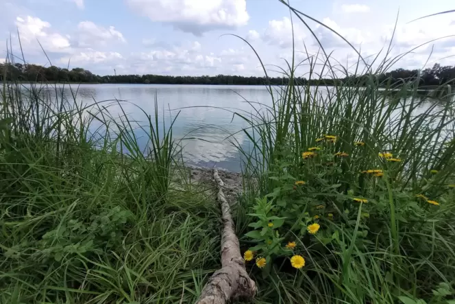 Das Ufer des Lambsheimer Weihers ist geprägt von viel Grün. An einigen Einstiegsstellen wird Strand angedeutet.