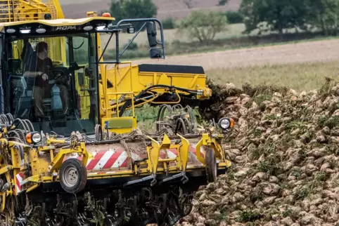 Ein Zuckerrüben-Vollernter in der Vorderpfalz während der Erntekampagne 2021.