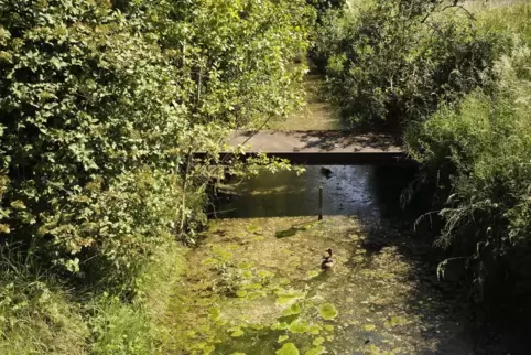 Biotop an der Vogelwiese 