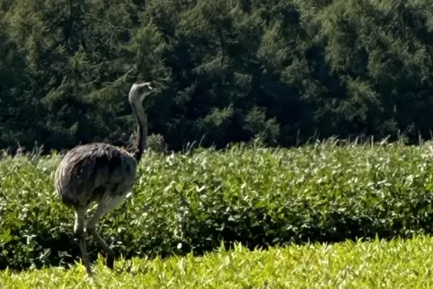 Mal im Feld, mal im Wald: Der Emu narrt seine Jäger.