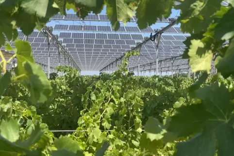 Agri-Photovoltaikanlagen wie diese in Südfrankreich verbinden Weinbau und Energieerzeugung. 
