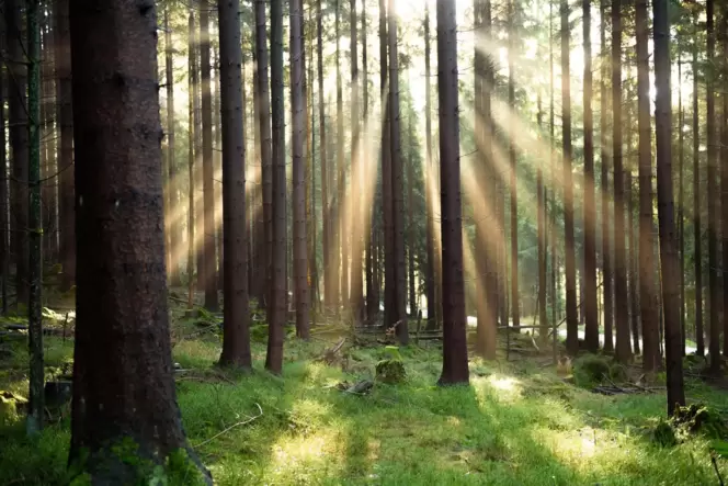 Wald: Naturnahes Lernen ist das Ziel der Naturschulen. Wald: Naturnahes Lernen ist das Ziel der Naturschulen.