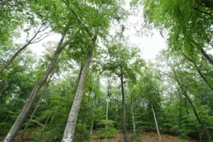 Viele Menschen haben Sehnsucht nach einem Leben im Einklang mit der Natur. Viele Menschen haben Sehnsucht nach einem Leben im Einklang mit der Natur.
