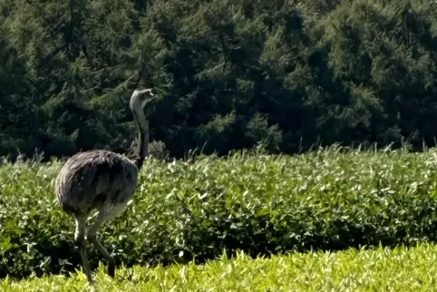  Die Emu-Dame starb bei einem Einfangversuch.