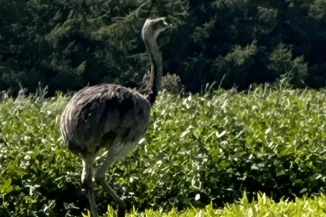 Kurzer Ausflug in die Freiheit: Die Sichtung des Emus oder Nandus durch René Kayser brachte den Rettungseinsatz am Montag ins Ro