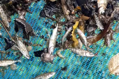 Kein schöner Anblick: Ende Juli fanden Hunderte Fische im Erbach den Tod. 