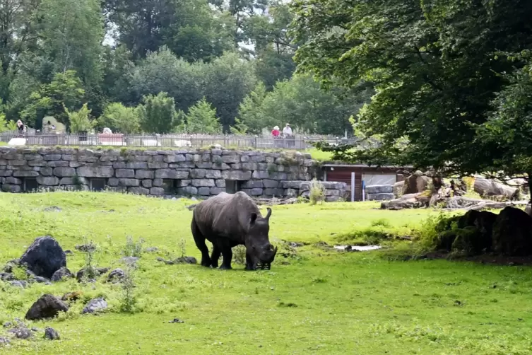 In der Nashornanlage des Salzburger Zoos hat sich ein tödlicher Unfall ereignet. 