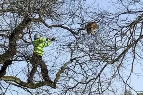 Wenn Katzen vom Baum geholt werden müssen, geht es für Kai Zöller auch mal höher hinauf. 
