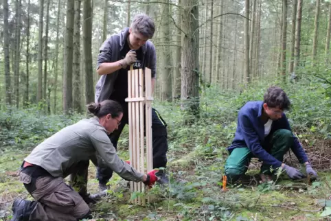 Die Teilnehmer des "Bergwaldprojekt" kommen aus ganz Deutschland, kennen sich nicht und packen eine Woche zusammen im Wald mit a