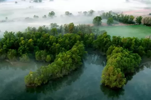Im Gebiet des Forstamts Pfälzer Rheinauen gibt es unterschiedliche Arten von Wald: der Auwald ist einer davon.