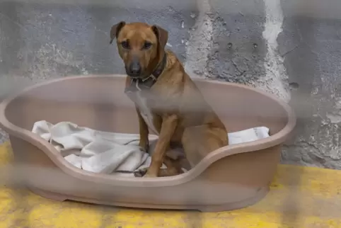 Ein Saarbrücker Hundeschulenbetreiber muss sich wegen Tierquälerei verantworten. Ein Verfahren wegen des Verstoßes gegen das Tie