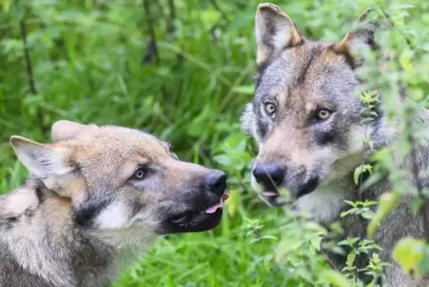 Ein Wolf hat vergangene Woche bei Hinterweidenthal (Landkreis Südwestpfalz) zwei Schafe und eine Ziege gerissen. 