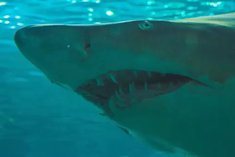 In der Nahaufnahme sieht der Weiße Hai besonders bedrohlich aus. Es ist jedoch meist nur sein schwaches Sehvermögen, das ihn zur