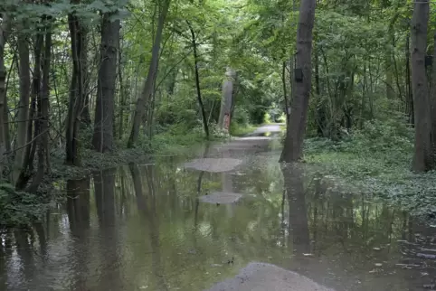 Land unter: Beim Rhein-Hochwasser 2021 war der Stadtwald auf der Parkinsel überflutet.