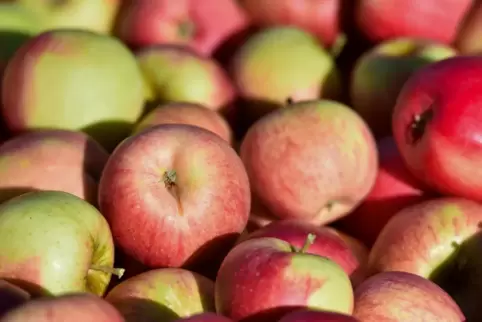 Mindestens 25 Kilogramm Äpfel sollte man mitbringen.