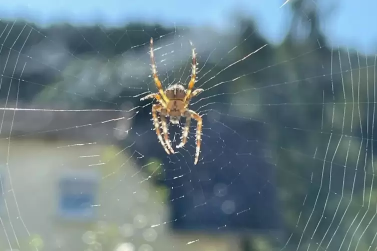 Beeindruckende Spinne vorm Küchenfenster. 