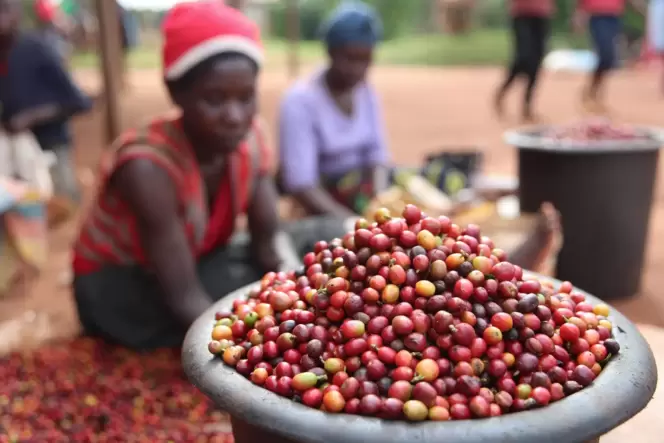 Arbeiter sortieren Kaffeebohnen auf einer Plantage in Kenia. Dann geht es für die Bohnen hinaus in die Welt. In Deutschland trin