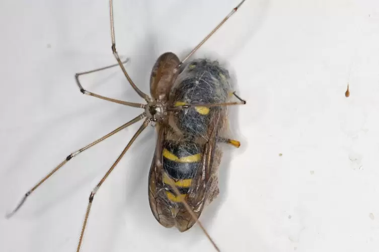 Zitterspinnen können nützlich sein und ungebetene Hausgäste wie Wespen vertilgen. 