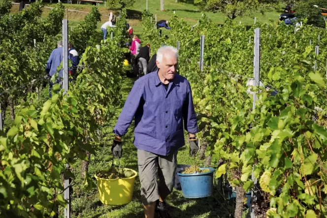 Letzte Weinlese der Winzerbrüder. Uwe Bachmann erntet Trauben. Der Weinberg wurde an den Landwirt Philipp Kreischer verkauft. Letzte Weinlese der Winzerbrüder. Uwe Bachmann erntet Trauben. Der Weinberg wurde an den Landwirt Philipp Kreischer verkauft.