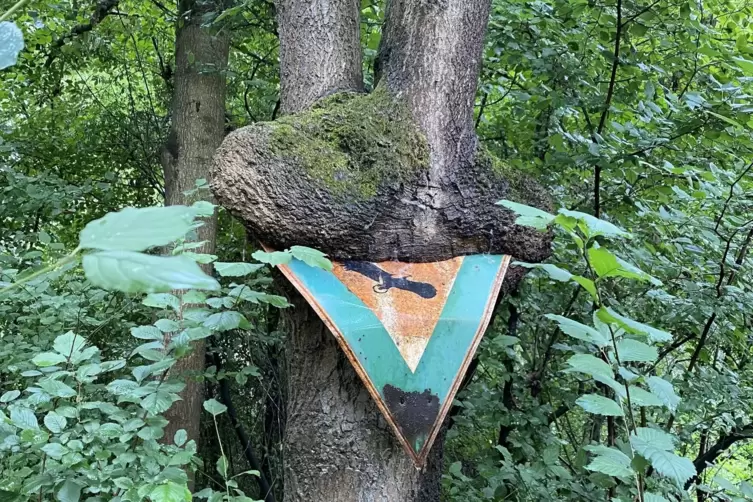 Kurios: Ein Baum &bdquo;verschluckt&ldquo; ein Schild im Vogelschutzgebiet. 