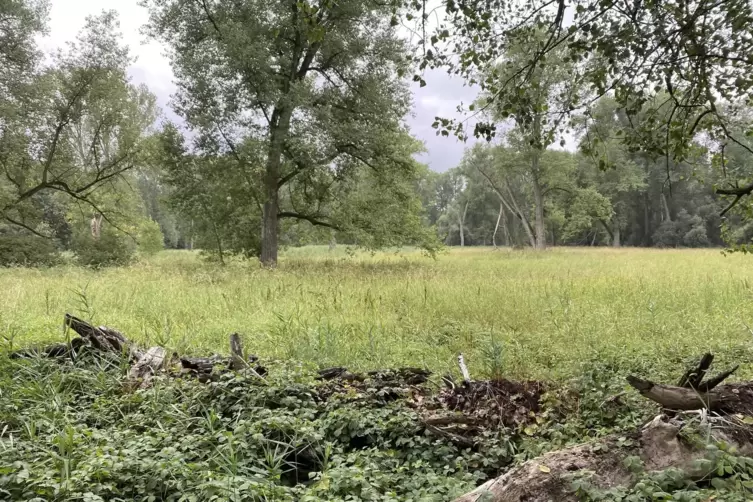 Auf den Mensch angewiesen: Diese Wiese bietet vielen Arten eine Heimat, muss aber regelm&auml;&szlig;ig gem&auml;ht werden.