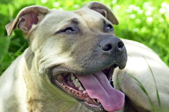 Die Hundesteuer für American Staffordshire Terrier und weitere gefährliche Hunde wird erhöht.