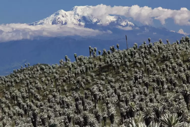 Espeletien in Nord-Ecuador, die eigentümlichen Schopfrosettenpflanzen der alpinen Stufe der Nord-Anden.