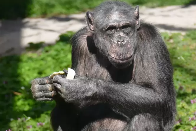 Wurde etwas über 50 Jahre alt: Schimpansen-Weibchen Heidi.