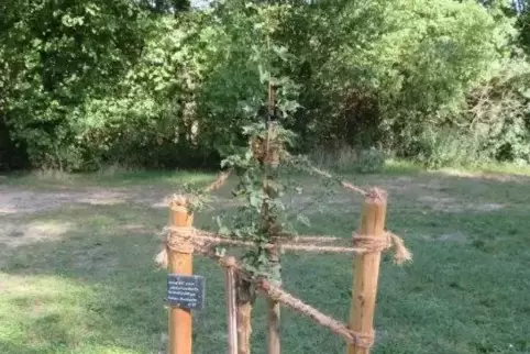 Treibt wieder aus: Zerstörter Bergahorn am Nachtweideweiher. 