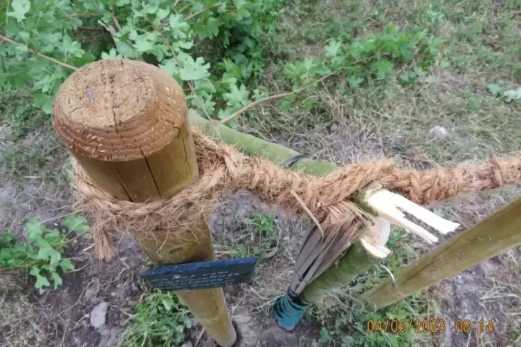 Im Juni sah der gespendete Baum noch so aus. 